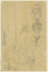 Studi di fiori e donne che fanno il bagno