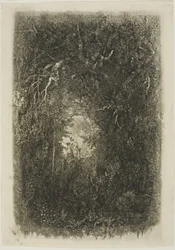 Radura nella foresta