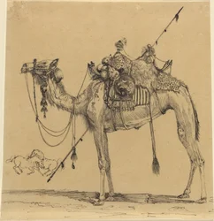 Il cammello