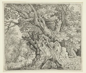 Alberi nodosi vicino all