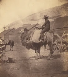 [Uomo a cavallo di un cammello]