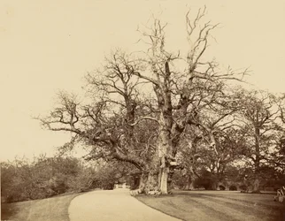 [Studio di un albero e di un vialetto]