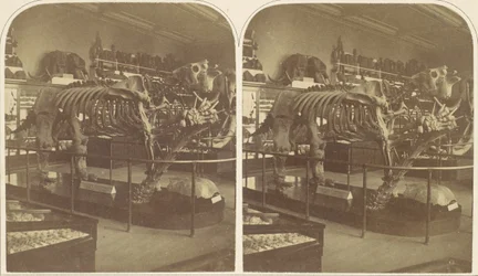 Il Megatherium, Museo Britannico