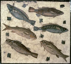 Pesce