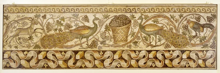 Mosaico di una bordura a tralci di vite con pavoni, Antiochia, 526-540