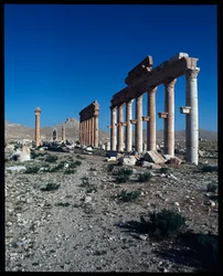 Veduta dei resti di Palmira