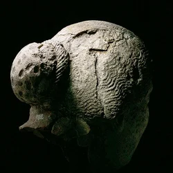 Vista posteriore della testa di una donna, II o III secolo d.C.