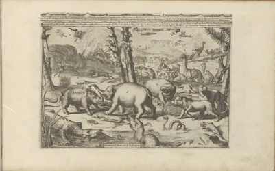 Animali asiatici e africani