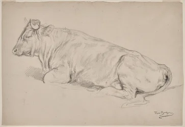 Toro a riposo