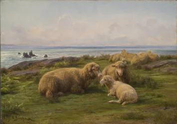 Pecore presso il mare