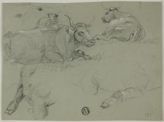 Schizzi di mucche