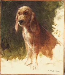 Studio di un cane