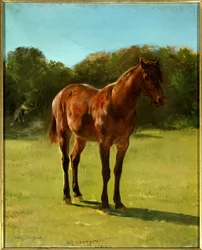 Studio di cavallo bai ciliegia