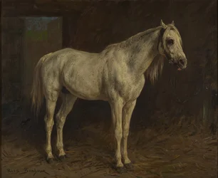 Cavallo bianco
