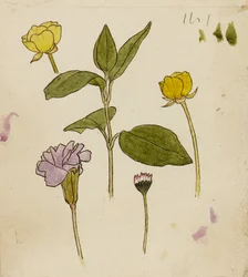 Studio di fiori - ranuncolo e margherita