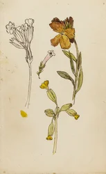 Studio di fiori, violacciocca e primula