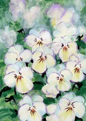 Delicati fiori di viola del pensiero