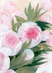Fiori di peonia rosa