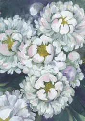 Peonie bianche e morbide