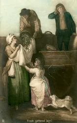 Piselli freschi raccolti