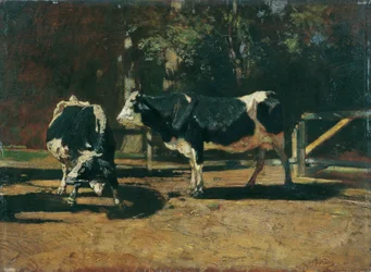 Mucche al pascolo