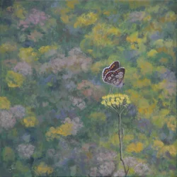 Brown Argus (dopo una foto di Sara Crow)
