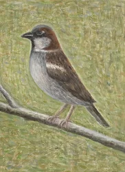 Passero domestico, 2008