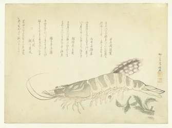 Gambero e seppia