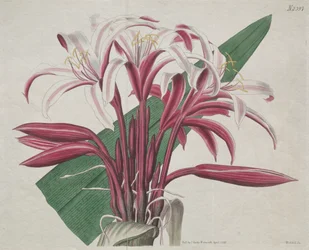 Il Magazine Botanico o Giardino dei Fiori: Stately Crinum