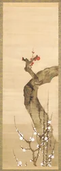 Fiori di prugna rossi e bianchi