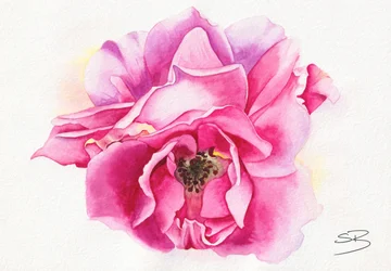 Rosa in fiore