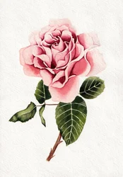 Elegante fiore di rosa rosa