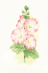 Malvarose rosa - Acquerello