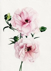 Fiori acquerellati in rosa