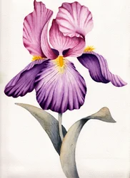 Iris viola brillante