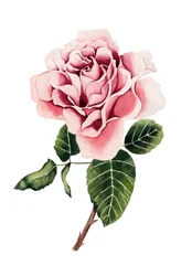 Rosa acquerellata