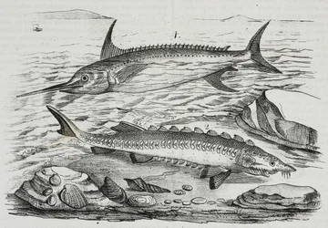 1 Pesce spada (Xiphias gladius), 2 Storione (Acipenser sturio), da Poliorama Pittoresco, n. 10, 16 ottobre