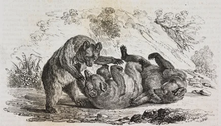 Orsi delle Asturie, Spagna, litografia di Salvatore Puglia da Poliorama Pittoresco, n 9, 7 ottobre