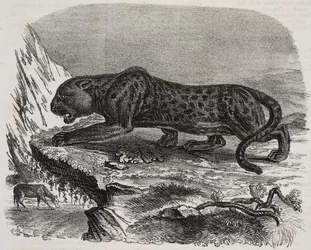 Pantera nera nel Jardin des Plantes, giardino botanico di Parigi, Francia, da Poliorama Pittoresco, n. 26, 4 febbraio