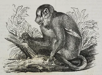 Scimmia notturna douroucoulis (Aotus trivirgatus), da Poliorama Pittoresco, n. 46, 25 giugno