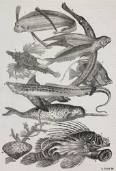 Creature oceaniche: 1 Dattiloftera, 2 Syngnathus, 3 Pegasus, 4 Trachypterus, 5 Chaetodon, 6 Pesce coniglio, 7 Unicorno (narvalo), 8 Pteroid volanti, 9 Attinia