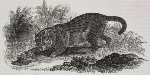 Gatto di Sumatra, litografia di Salvatore Puglia da Poliorama Pittoresco, n 47, 1 luglio