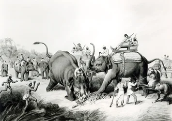 La tigre morta, incisione di H. Merke (1800-20) su disegno originale del capitano Thomas Williamson, pubblicata da Edward Orme (1774-1820).