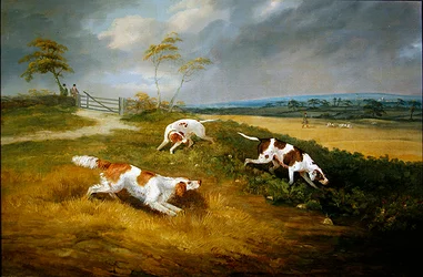 Cacciatore e cani alla copertura