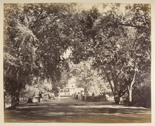 Un arco di alberi vicino a Tanjore