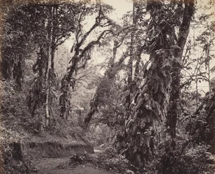Darjeeling, scena forestale con rampicanti, con la strada di Tukvar
