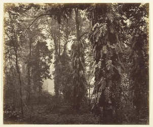 Darjeeling, India, c. 1865
