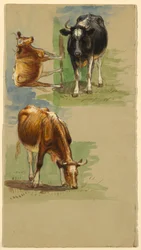 Bovini, manzi