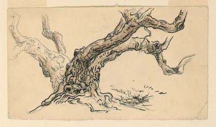 Disegno, schizzi. Sicomori, Santa Barbara, California, 1888 ca.