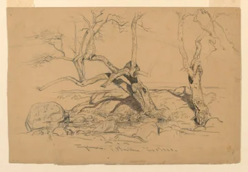 Disegno, studi. Alberi, Santa Barbara, California, 3 febbraio 1888